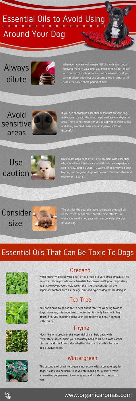 Tea tree oil (melaleuca oil). Essential Oils to Avoid Using Around Your Dog - Organic Aromas