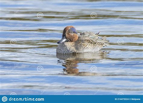 Eurasian Teal Anas Crecca Waterfowl Swimming On The Water Surface