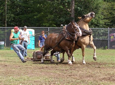 Image Result For Draft Horse Pulling Competitions Draft Horses