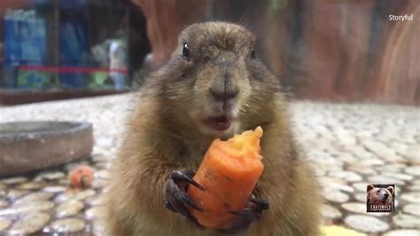 Slow Motion Squirrels Eating Carrots The Weather Channel