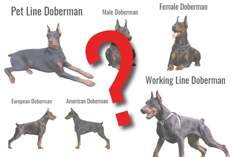 How To Choose Which Type Of Doberman To Get With Examples Doberman