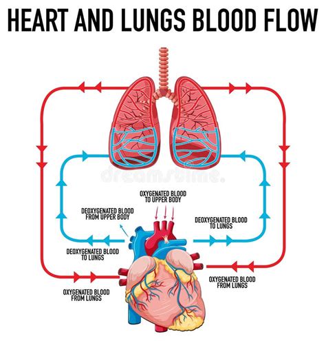 Diagrama Que Mostra O Fluxo Sanguíneo Do Coração E Dos Pulmões