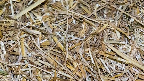 Bedding Straw The Horses Advocate