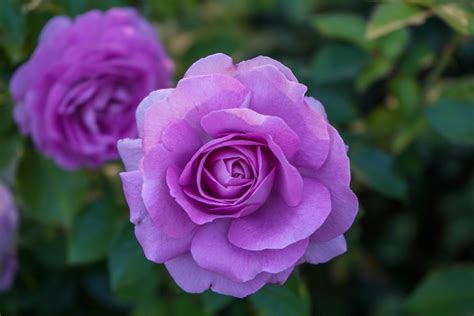 Are Purple Roses Natural