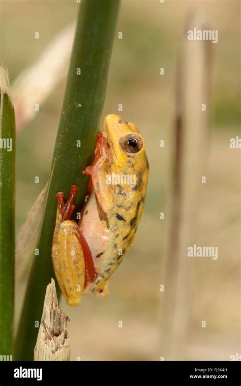 Common Reed Frog Hyperolius Viridiflavushyperolius Glandicolor