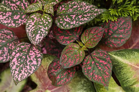 Polka Dot Plant Ultimate Growing Care Guide Proven Winners