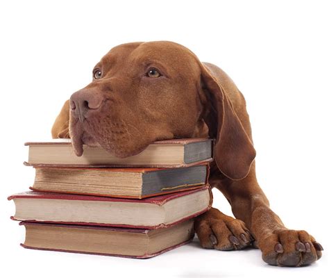 Gundog Training How To Read Your Dog Totally Gundogs