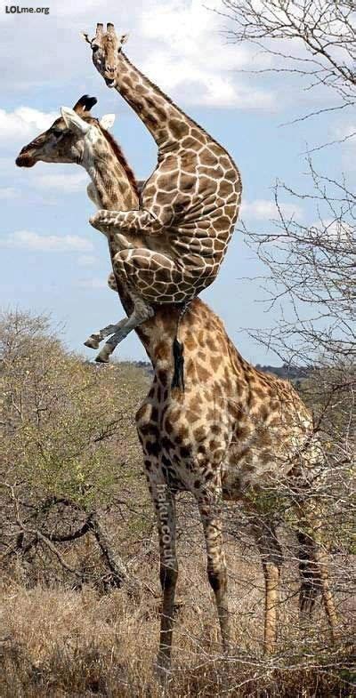 Crazy Giraffes Funny Animals Cute Animals Funny Pictures