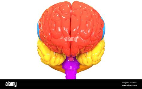 Central Organ Of Human Nervous System Brain Anatomy Anterior View Stock