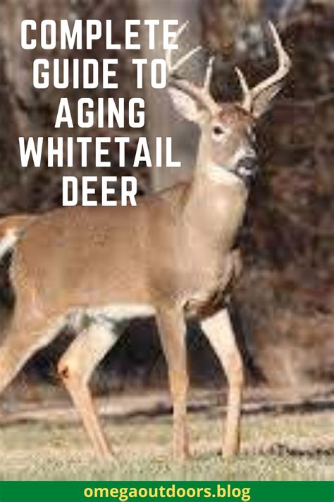 Complete Guide To Aging Whitetail Deer Whitetail Deer Deer Monster Buck