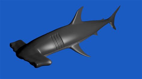 Hammerhead Shark Blender 3d Models Blender 3d Models