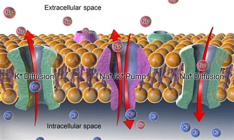 How Do Cells Maintain Homeostasis Biology Dictionary