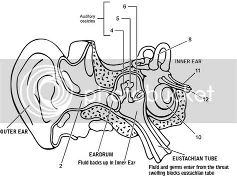 Ear Diagram Label Quiz Ear Free Engine Image For User Manual Download