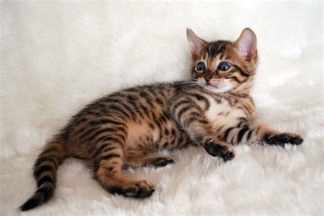 Obedience trained bengal kittens for sale from nc cattery, aristocat bengals. bengal kittens | Bengal Cat Appearance | Bengal kitten ...