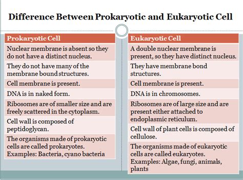 Difference Between Prokaryotic And Eukaryotic Cells With Examples