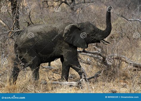 Juvenile African Elephant Stock Image Image Of Walks 80900339