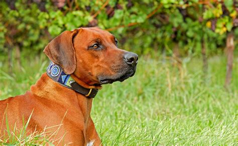 Soutien lors des états de stress ou en prévention de stress semble efficace. Le collier anti aboiement pour chien est-il vraiment ...