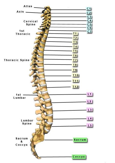 The human body is one complex network, universally accepted as the most intriguing construct. Trapped Nerves in the Neck - The Buxton Osteopathy Clinic
