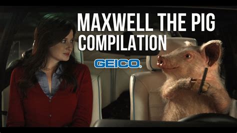 Check spelling or type a new query. Funny Geico Pig Commercials: Maxwell the Insurance Specialist - YouTube