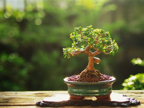 Bonsai Plants Benefits A Hobby To Help You Relax