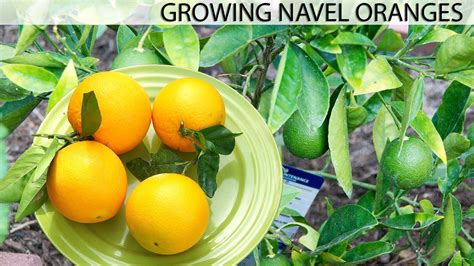 Growing The Best Oranges Washington Navel Orange Youtube