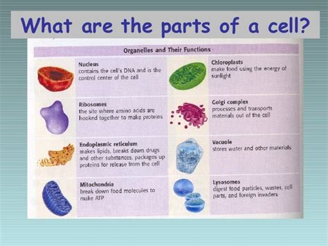 What Are The Major Cell Organelles And Their Functions 11 Important