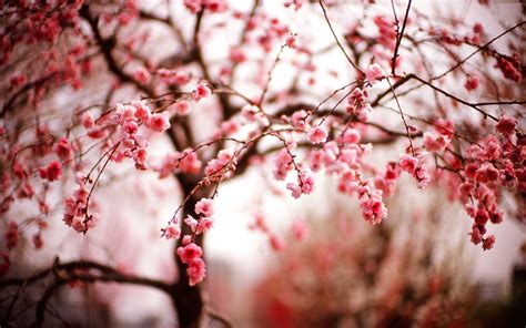 Cherry Blossom Wallpaper Hd Pixelstalknet