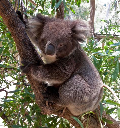 Stock Photo Koala Bear Koala Bear