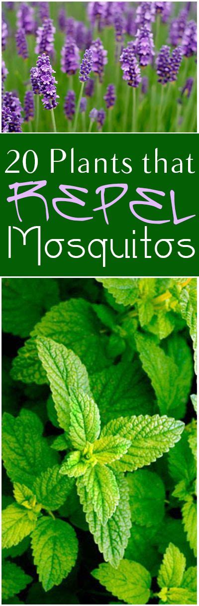 Mosquito Repelling Plants: Container, Safe For Dogs, Patios ...