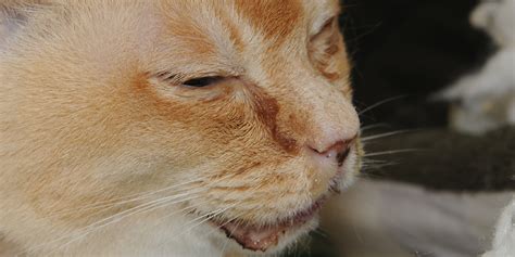 Without proper treatment, tooth infections. Cat Flu - Upper Respiratory Infection | International Cat Care