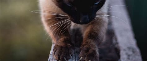 Download Wallpaper 2560x1080 Cat Siamese Claws Wood Pet Dual Wide 1080p Hd Background