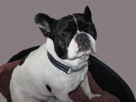 This is the result of loose or shallow hips on your french bulldogs hind legs. French Bulldog Dog Breed » Information, Pictures, & More