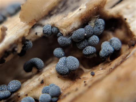 Didymium Squamulosum Slime Molds Are So Gorgeous Recology
