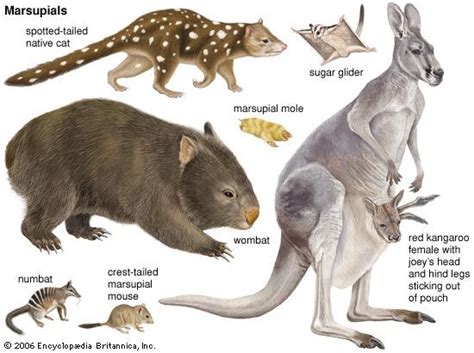 Marsupial Definition Characteristics Animals And Facts