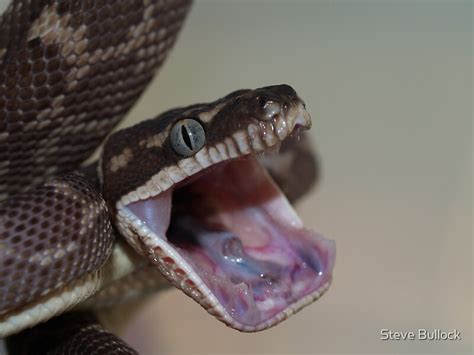 Rough Scaled Python Teeth By Steve Bullock Redbubble