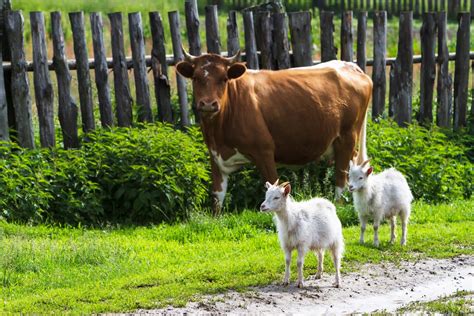 The Benefits Of Co Grazing Goats And Cattle Backyard Goats