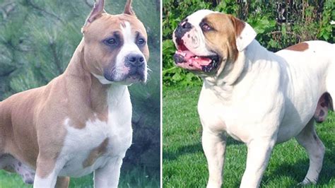 American Bulldog Vs Pitbull Terriers Breed Comparison Pitbulls