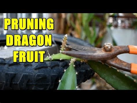 May 26, 2021 · dragon trees can reach 20 feet or more when grown outdoors under the right conditions, although they are typically pruned back to around 6 feet when grown as potted plants. PRUNING DRAGON FRUIT - YouTube