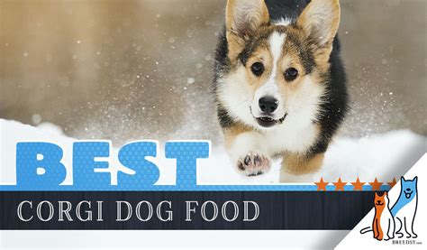Recommended puppy food by breeds. 6 Best Corgi Dog Food Plus Top 2020 Brands for Puppies ...