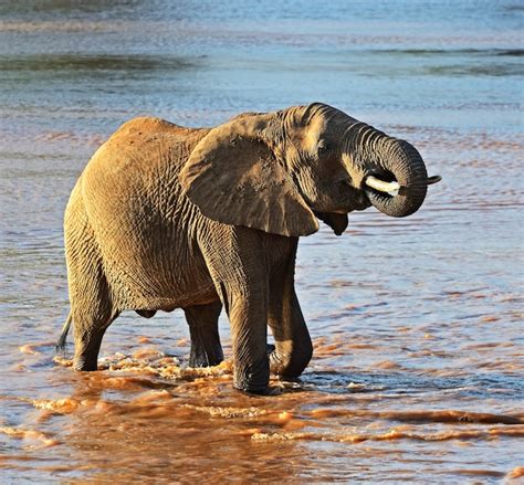 Premium Photo African Elephants In Their Natural Habitat Kenya