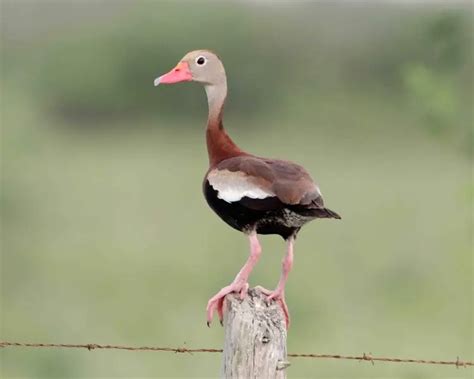 Black Bellied Whistling Duck Facts Diet Habitat And Pictures On