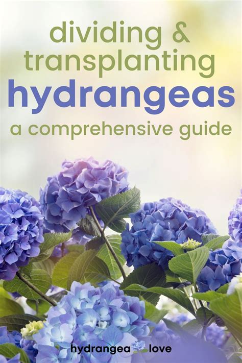 Dividing And Transplanting Hydrangeas A Comprehensive Guide