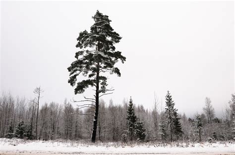 무료 이미지 자연 분기 눈 겨울 검정색과 흰색 날씨 단색화 전나무 시즌 가문비 흑백 사진 대기 현상