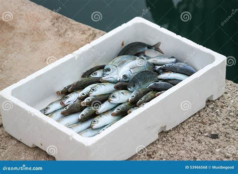 Box With Fresh Fish Stock Photo Image Of Catch Trawler 53966568