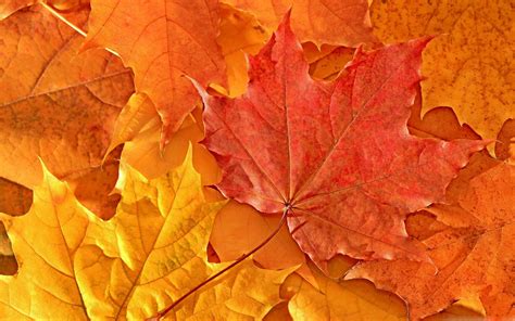 Oak Leaves Macbook Air Wallpaper Download Allmacwallpaper