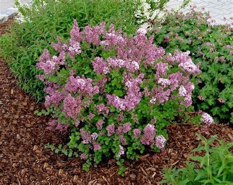 Dwarf Flowering Shrubs Zone 4 Shrubs For Shade A New Variety Is A