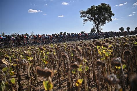 Tour De France Diary The Sunflowers Are Dying And The Wolves Will Kill