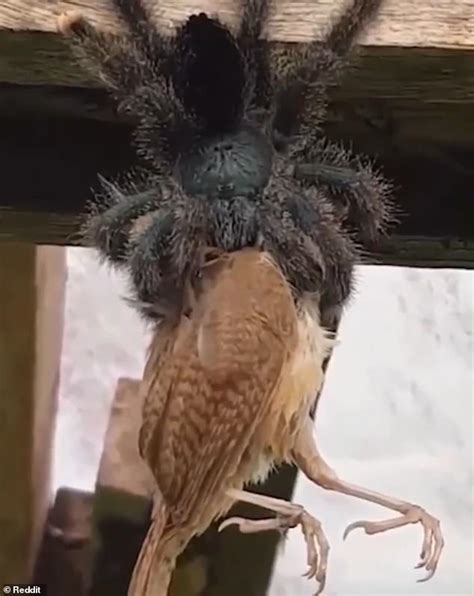 Nature S Brutal Encounter Spider S Violent Feast On Bird Captured In Shocking Footage Xt Life