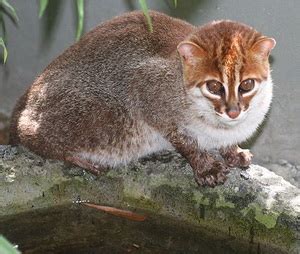 On one side, a very interesting wild cat. Wild Cats of Thailand - TeakDoor.com - The Thailand Forum