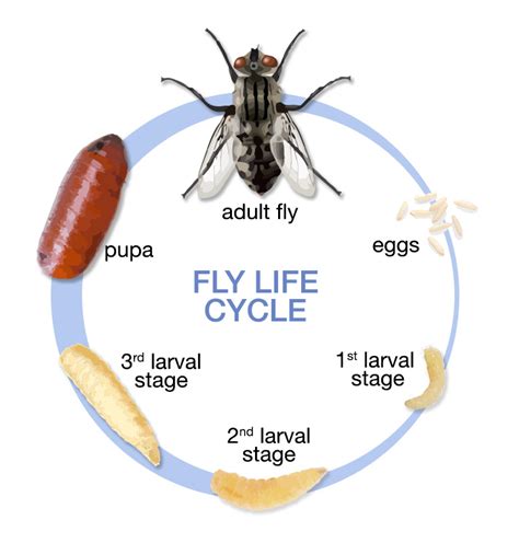 Fly Identification Types Of Flies House Fly Anatomy And Life Cycle